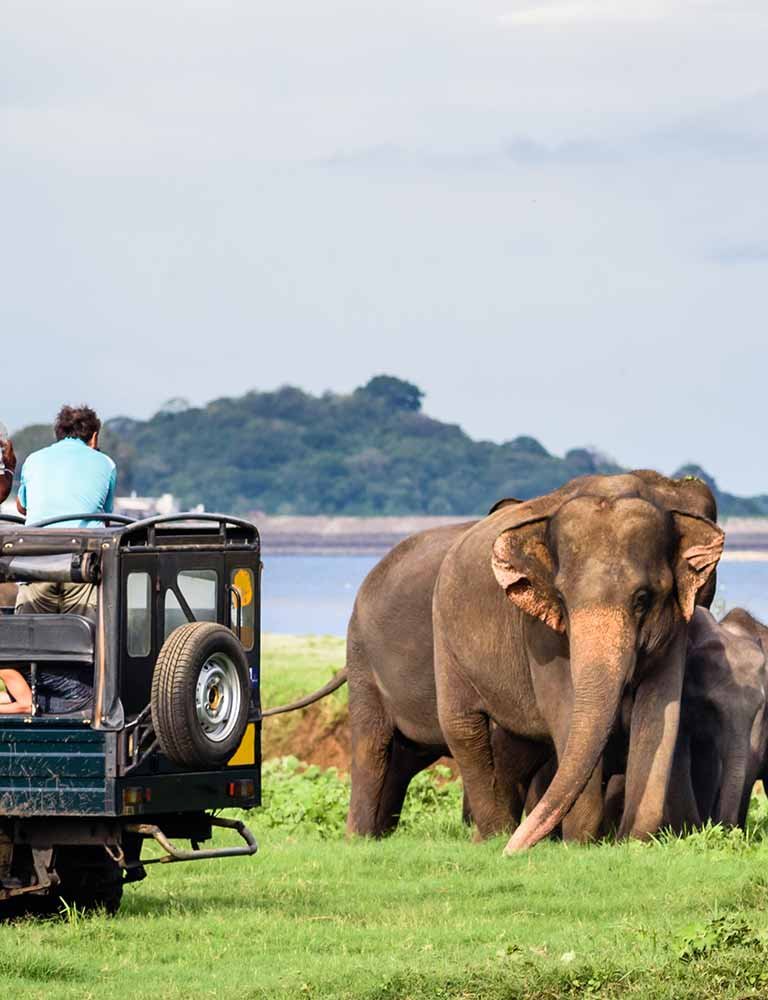 Elephant Safari